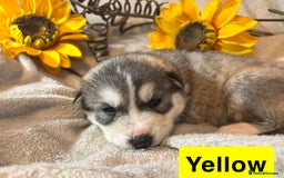 Utonagan dogs for sale: 8 Huskey malamutes  - Image 8