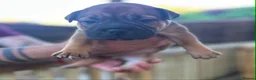 Mixed Breed dogs for sale: French bulldog x bullpei puppies for sale  - Advert 2