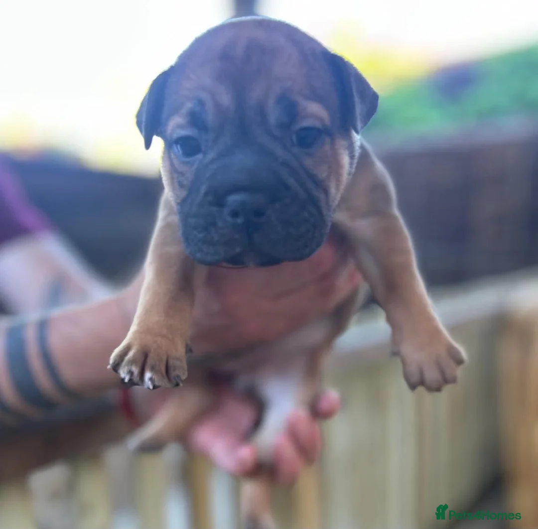 Mixed Breed dogs for sale: French bulldog x bullpei puppies for sale  - Advert 2
