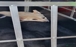 German Shepherd dogs for sale: Male gsd white  - Image 4