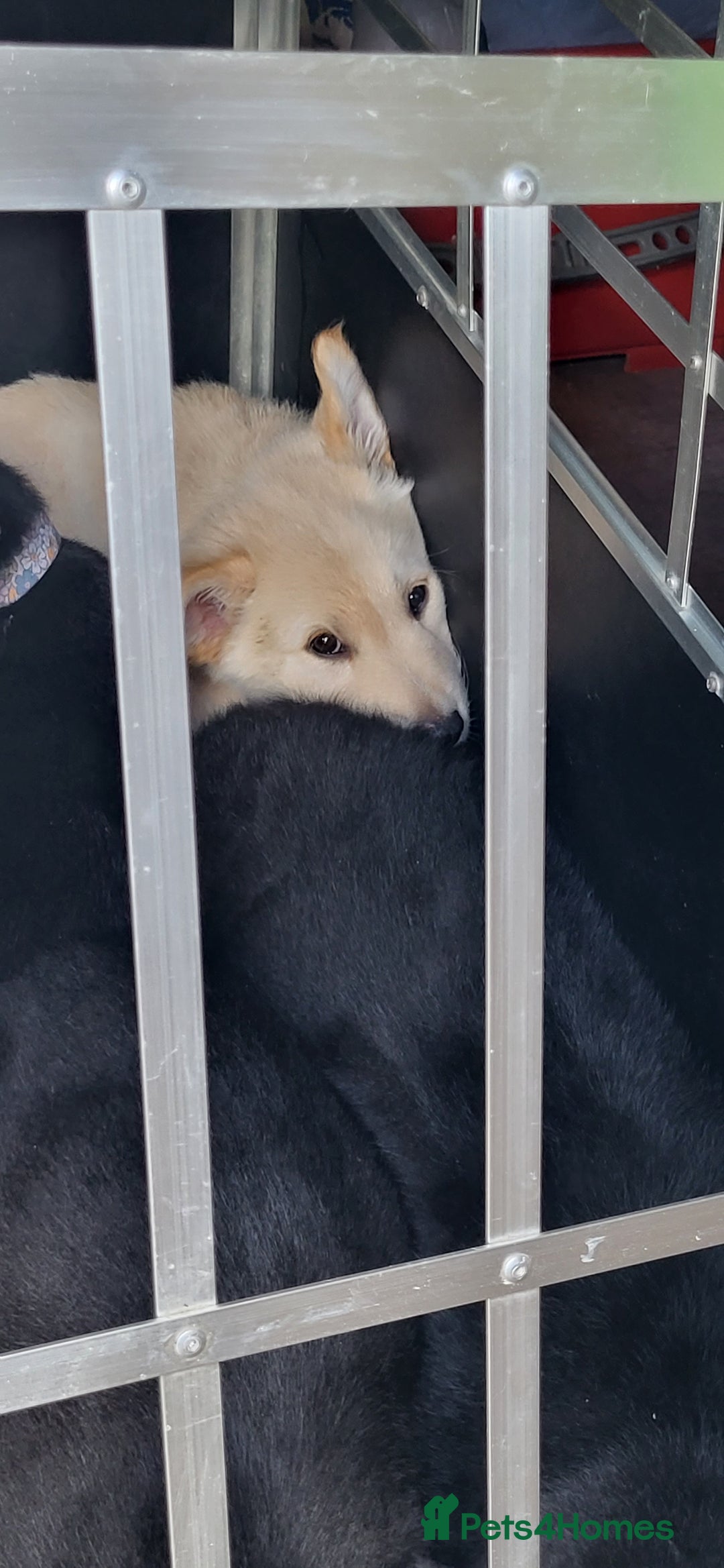 German Shepherd dogs for sale: Male gsd white  - Image 4