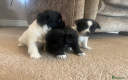 Jack Russell dogs for sale: Beautiful jack Russell terrier puppies  - Image 8