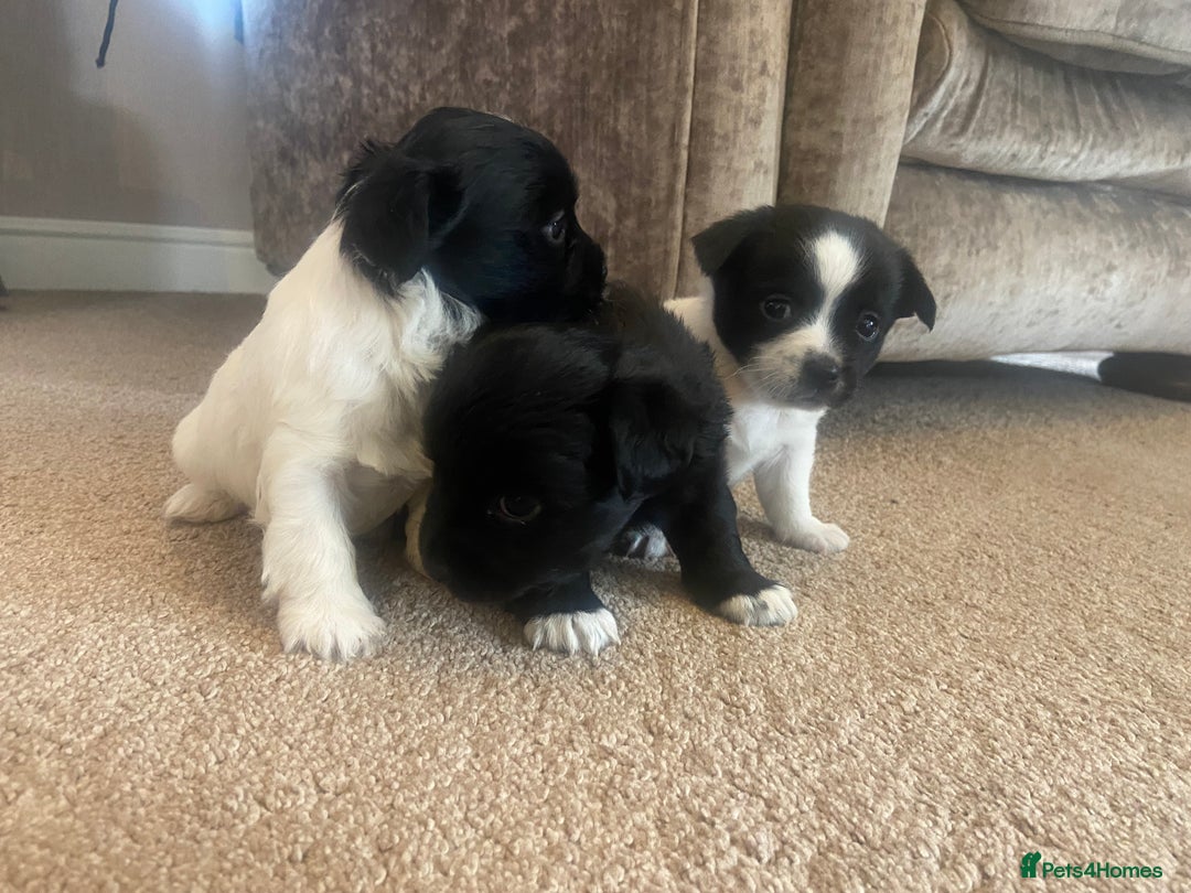 Jack Russell dogs for sale: Beautiful jack Russell terrier puppies  - Image 8