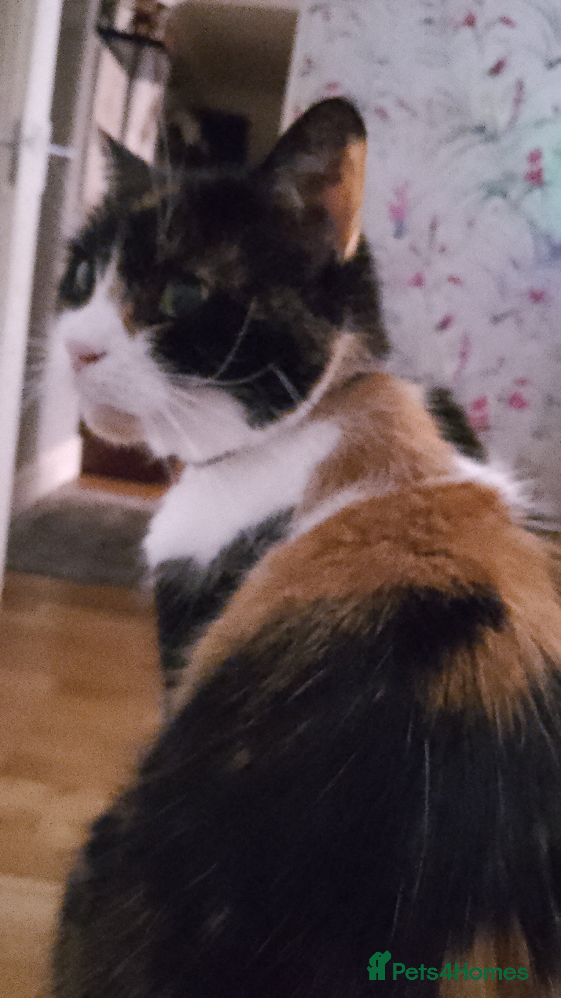 Aphrodite Giant cats WANTED CALICO KITTEN - Advert 1