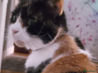 Aphrodite Giant cats WANTED CALICO KITTEN - Advert 9