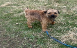 Border Terrier dogs for stud:  Border  terrier for stud  in Driffield - Image 3