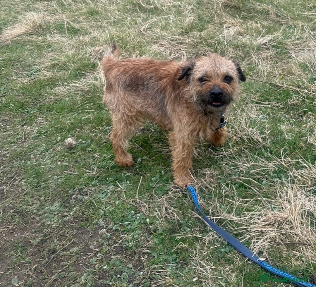 Border Terrier dogs for stud:  Border  terrier for stud  in Driffield - Image 3