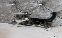 Bengal cats for sale: Bengal X kittens - Image 8