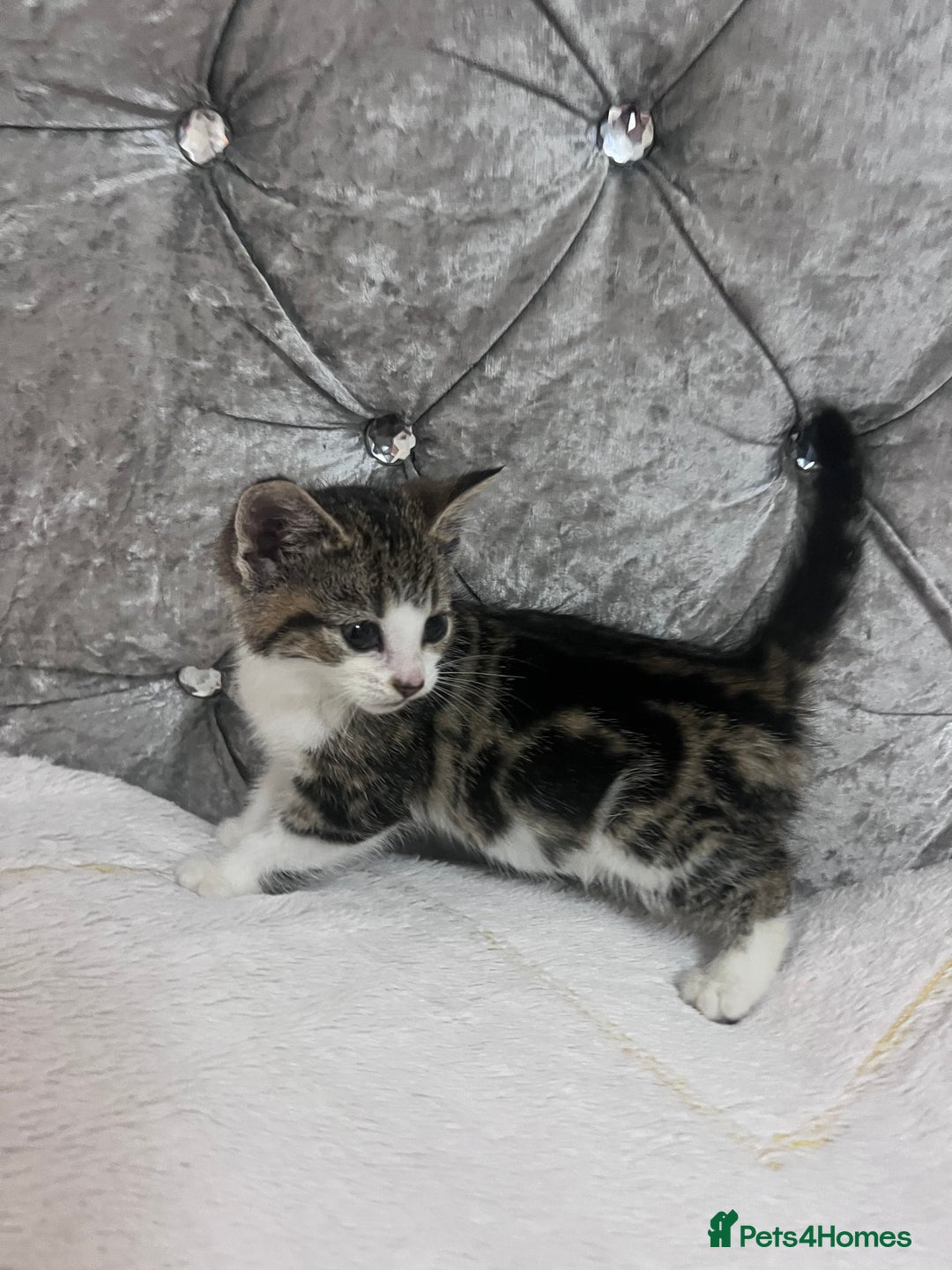 Bengal cats for sale: Bengal X kittens - Image 8