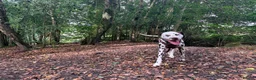 Dalmatian dogs for stud: 🐾 DAVID | DALMATIAN STUD in Ebbw Vale - Advert 4
