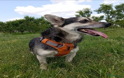 Mixed Breed dogs for adoption: 💙🐶 TOPIE 🐶💙 - Image 6
