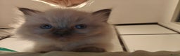 Ragdoll cats for sale: Beautiful Kittens for Sale - Advert 5