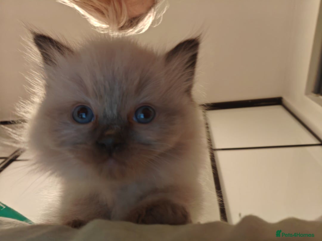 Ragdoll cats for sale: Beautiful Kittens for Sale - Advert 5