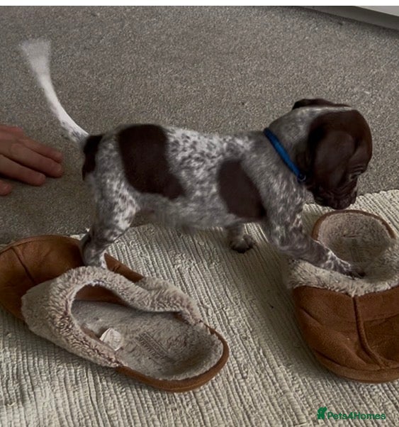 German Shorthaired Pointer dogs Pure KC GSP Puppies for sale! (2 boys available) - Advert 2