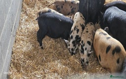 Pig livestock for sale: Mini piglets for sale  - Image 2