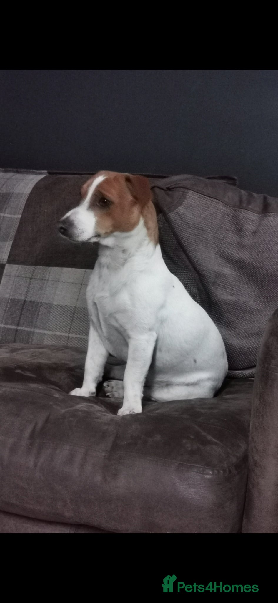 Jack Russell dogs Stud jack russell  - Advert 1