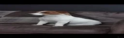 Jack Russell dogs for stud: Stud jack russell  - Advert 1