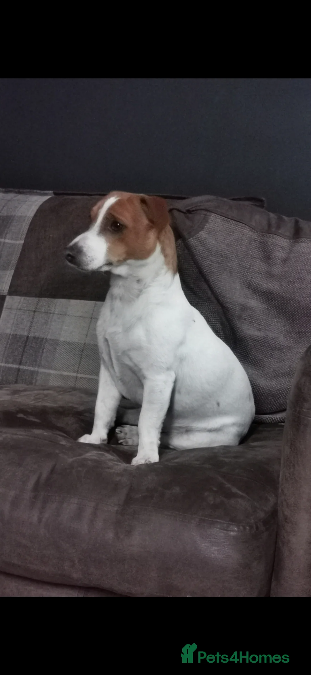 Jack Russell dogs for stud: Stud jack russell  - Advert 1