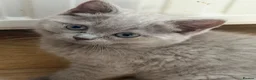British Shorthair cats for sale: GCCF LILAC BRITISH SHORTHAIR  - Advert 4