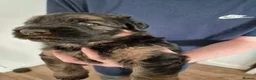 German Shepherd dogs for sale: Stunning GSD Puppies – KC Registered –  DM Clear - Advert 11