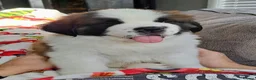 Saint Bernard dogs for sale: Classic healthy saint Bernard puppies ready now.. in Bath - Advert 6