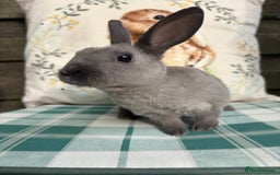 Rex rabbits for sale: Gorgeous mini Rex rabbits  - Image 7