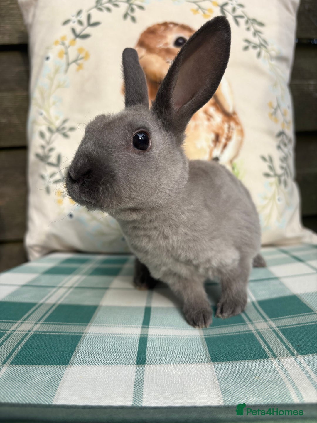 Rex rabbits for sale: Gorgeous mini Rex rabbits  - Image 7
