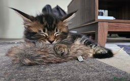 Maine Coon cats for sale: Male Mainecoon  - Image 4