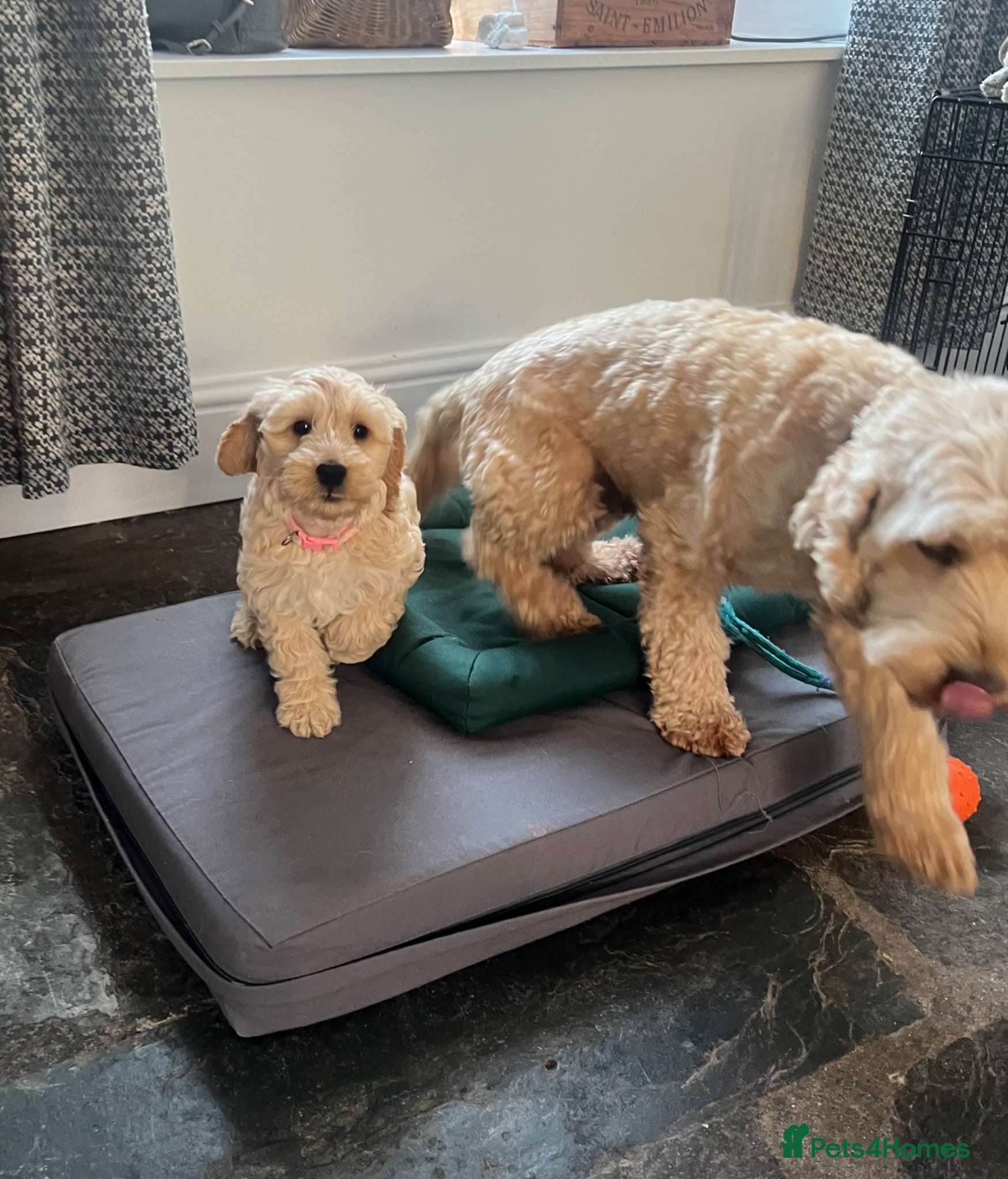 Cockapoo dogs Red Apricot cream white Curly Cockerpoo puppies - Advert 6