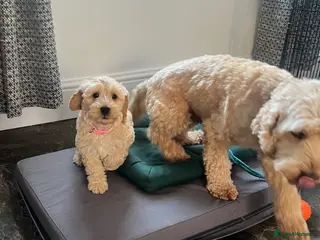 Cockapoo dogs Red Apricot cream white Curly Cockerpoo puppies - Advert 6