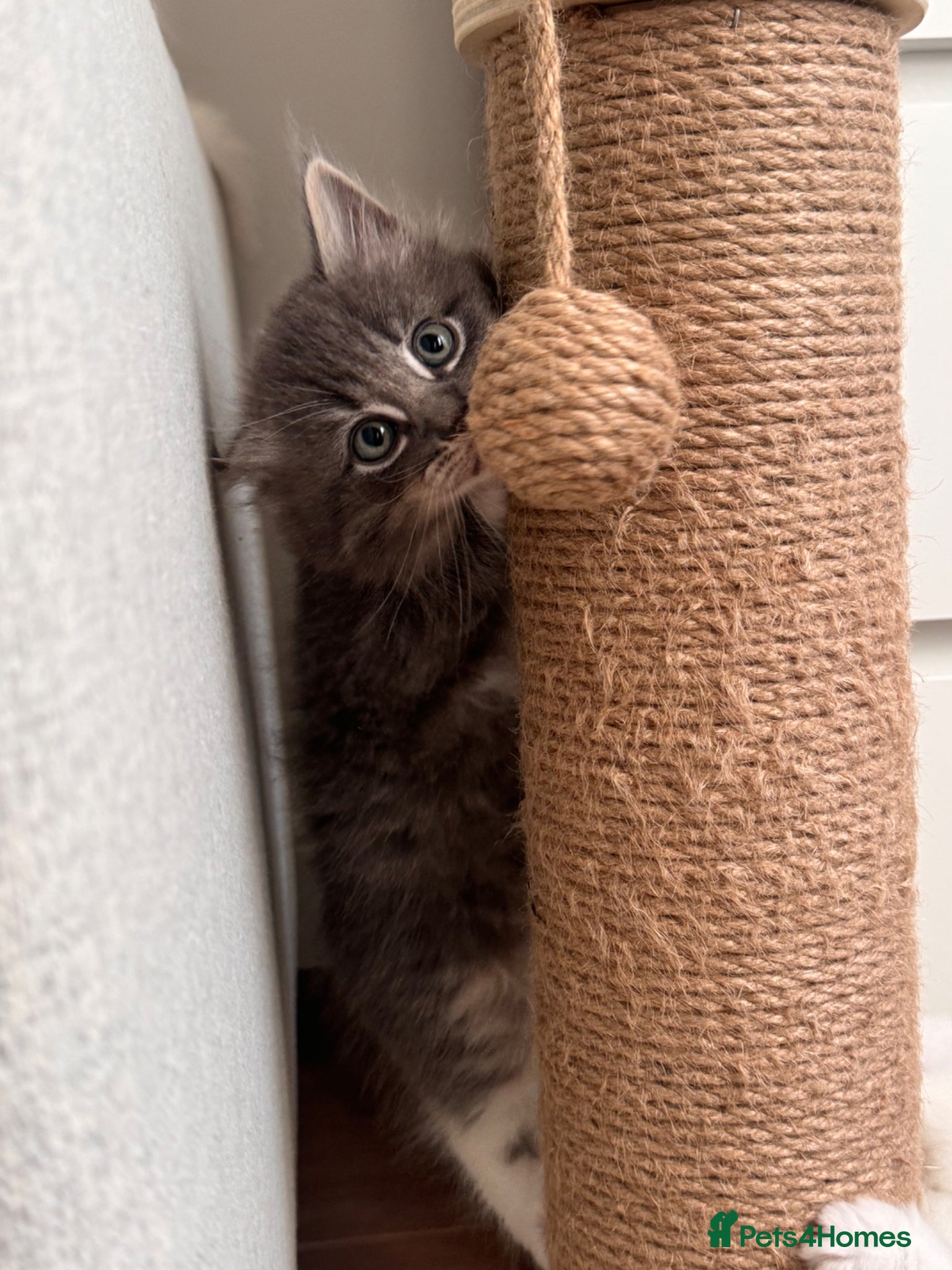 Siberian cats for sale: 🐾 Adorable Siberian Kittens  - Advert 13