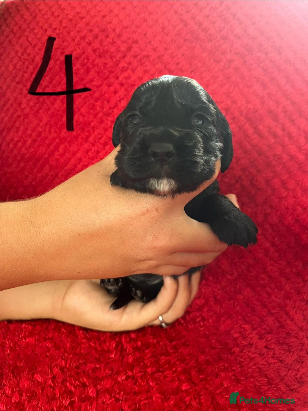Cocker Spaniel dogs for sale: 7 Beautiful Cocker Spaniel Boys - Image 11