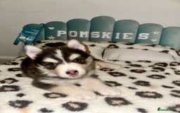 Pomsky dogs for sale: Family-Raised Pomsky Pups - Advert 6
