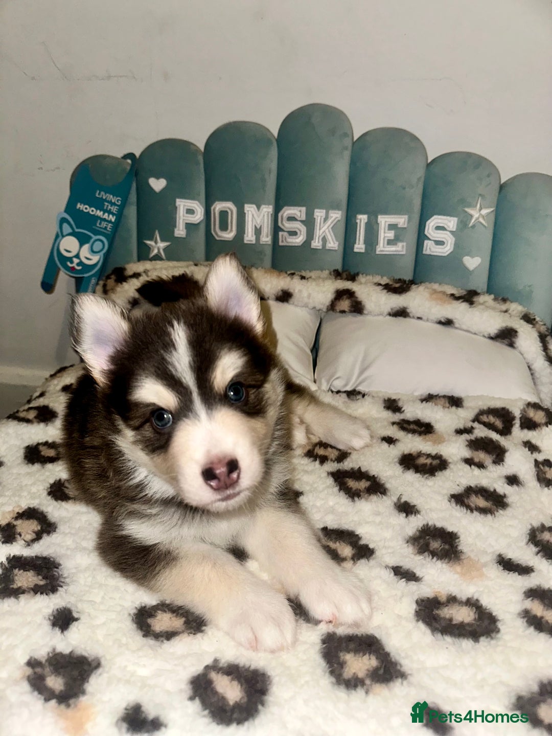 Pomsky dogs for sale: Family-Raised Pomsky Pups - Advert 6