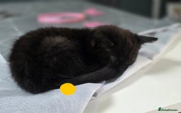Mixed Breed cats for sale: Black kittens for sale  - Image 15