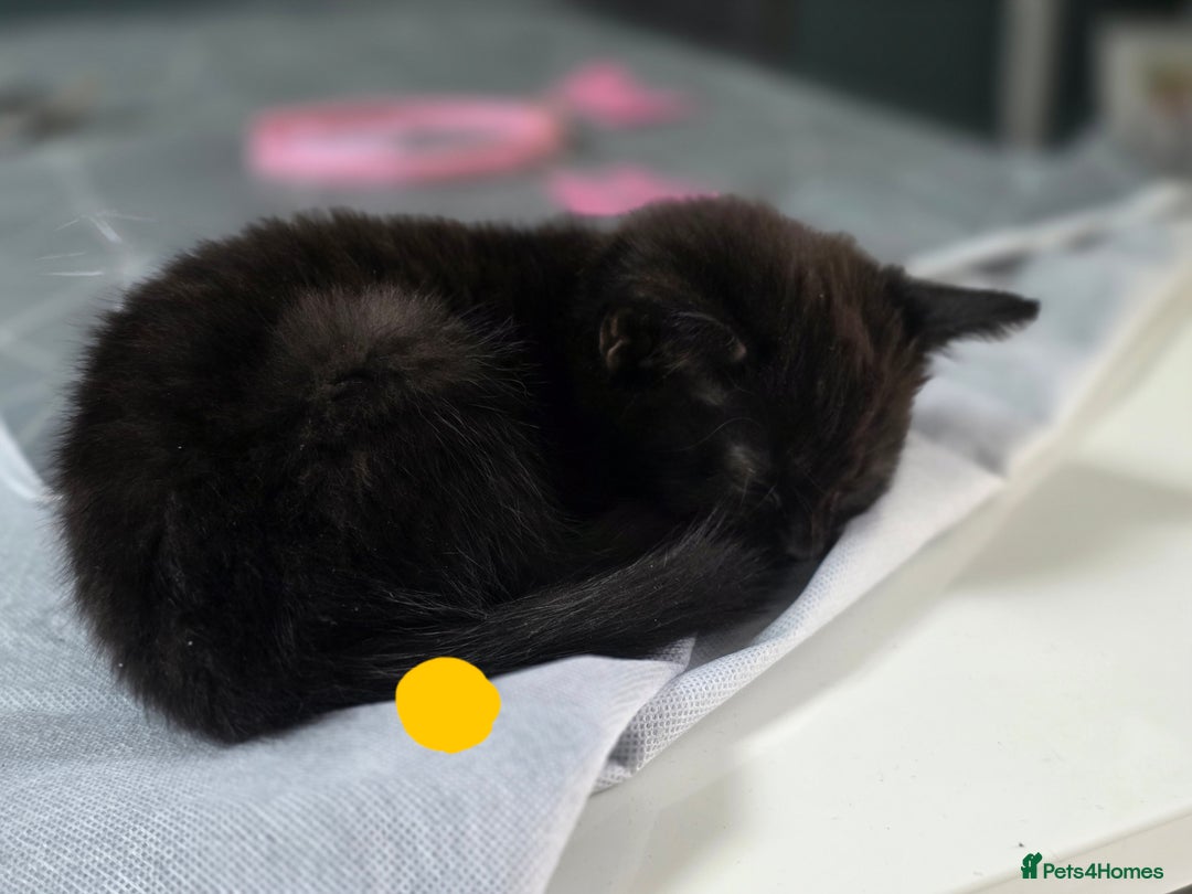 Mixed Breed cats for sale: Black kittens for sale  - Image 15