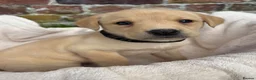 Labrador Retriever dogs for sale: Outstanding Labrador Puppies KC registered Hips - Advert 13