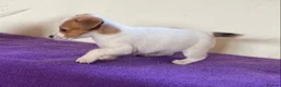 Jack Russell dogs for sale: Jack russell puppies - Advert 9