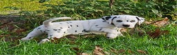 Dalmatian dogs for sale: Top quality Dalmatian puppies - Advert 2