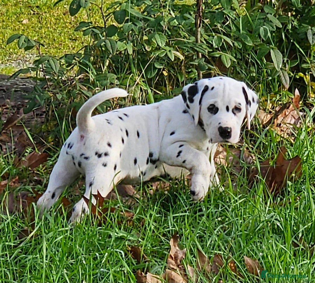 Dalmatian dogs for sale: Top quality Dalmatian puppies - Advert 2