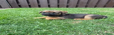 Border Terrier Puppy 3
