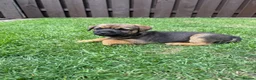 Border Terrier dogs for sale: Border terrier puppies  - Advert 3