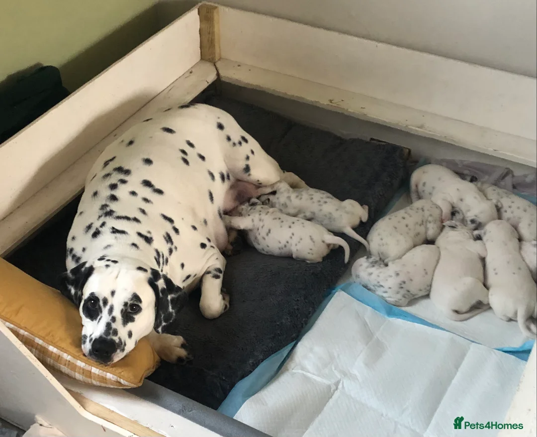 Mixed Breed dogs for sale: 9 Beautiful Dalamdor Puppies! - Advert 2