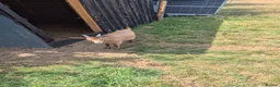 Goats livestock for sale: Golden guernsey male  - Advert 6