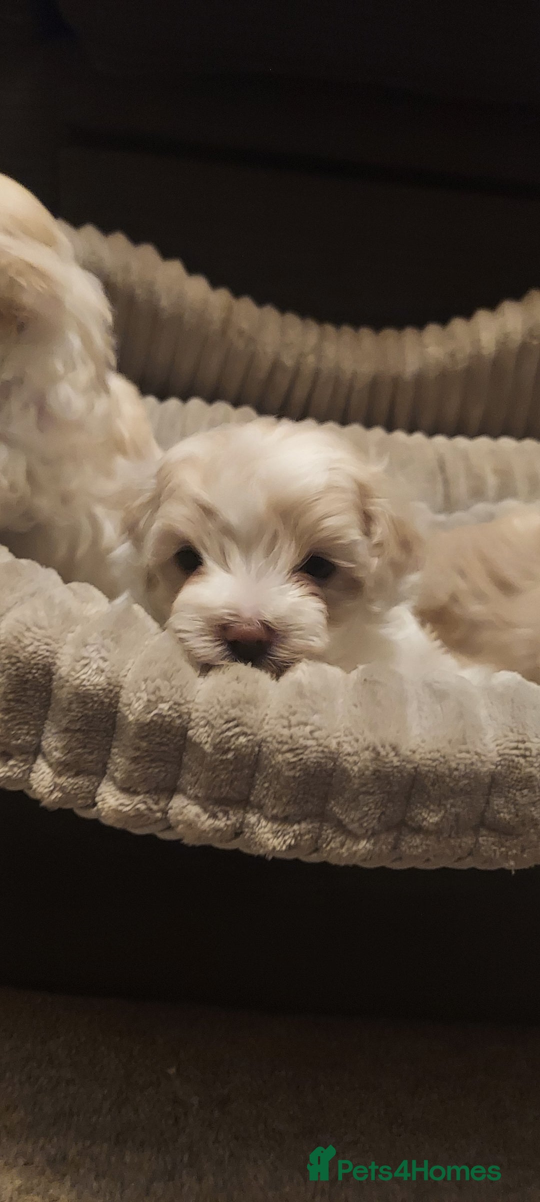 Maltipoo dogs for sale: Asian Teddy Toy Maltipoos  - Image 14