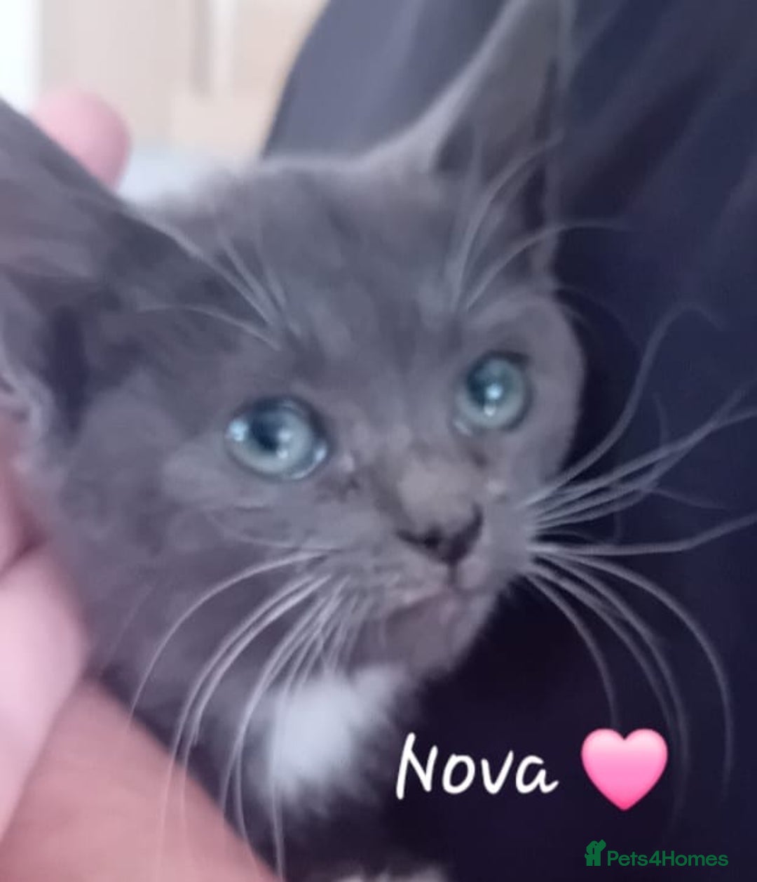 Mixed Breed cats for sale: 🐾 Adorable Kittens for sale! 🐾  - Image 7