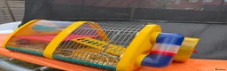 Hamster rodents for sale: Syrian hamster  - Advert 2
