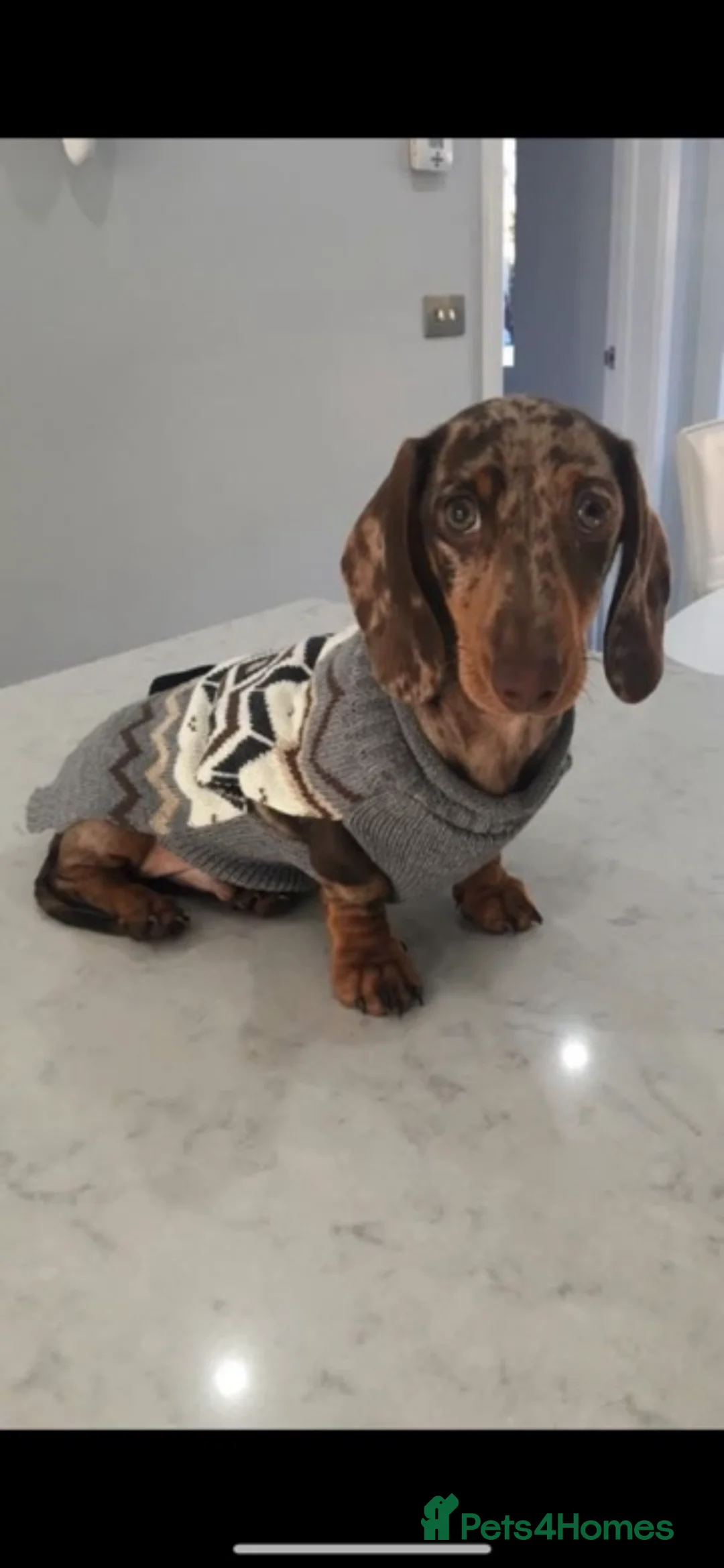 Miniature Dachshund dogs for stud: Dapple Kc registered stud  - Advert 4