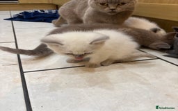 British Shorthair cats for sale: Beautiful British blues and colourpoints  - Image 10