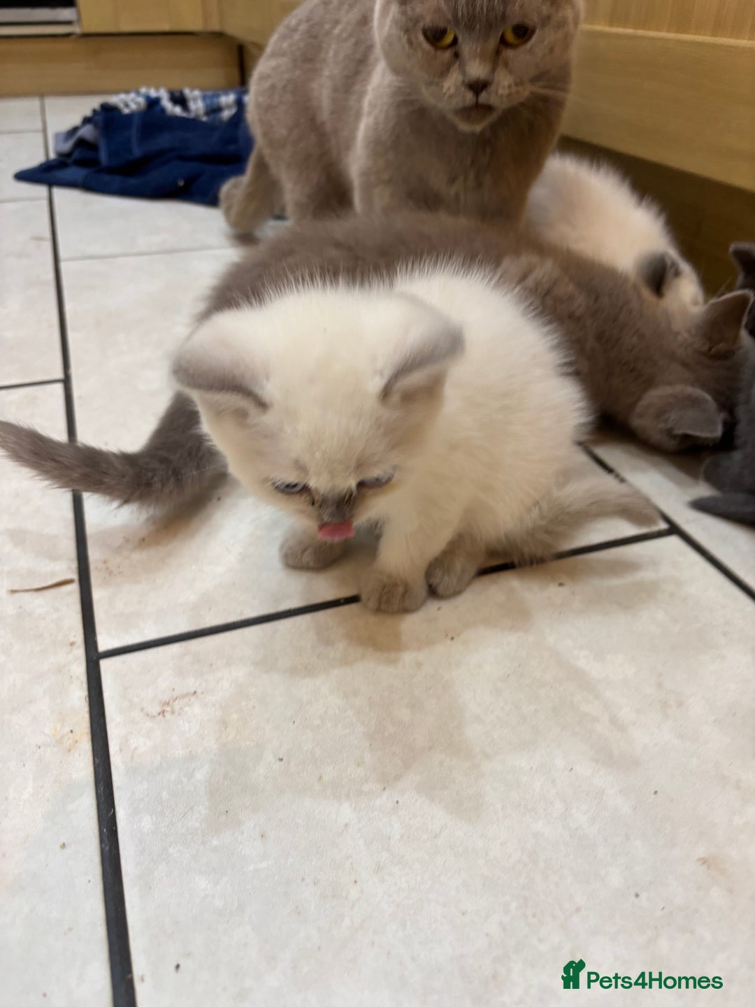 British Shorthair cats for sale: Beautiful British blues and colourpoints  - Image 10